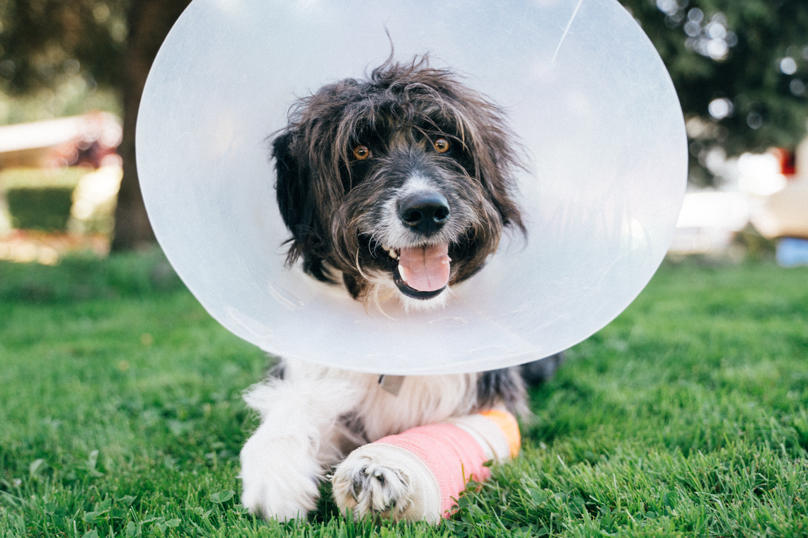 Dog in cast and cone smiling at the camera