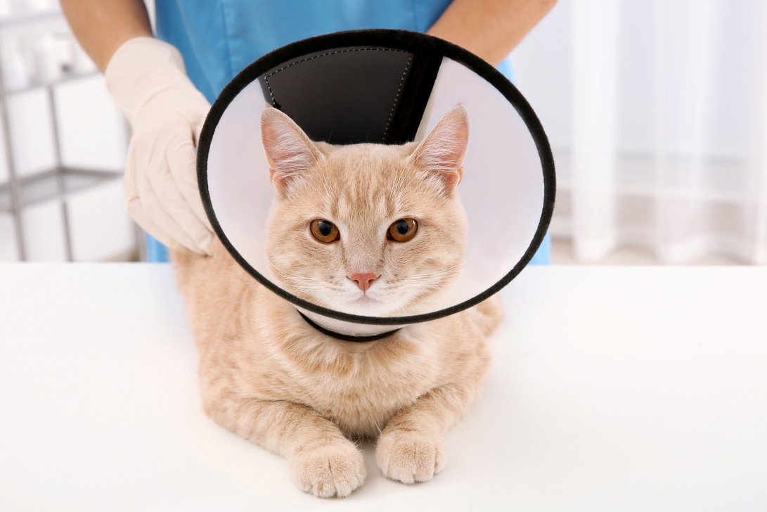 Cat in Cone in Vet Clinic